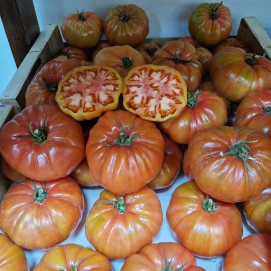 Frutas Selectas Vázquez tomates